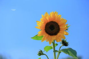 太阳花有多少品种,名贵太阳花品种？