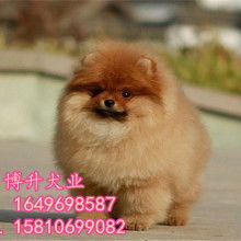 北京博升名犬繁殖基地 供应产品 