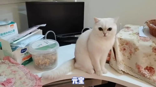 猫粘人是什么原因-图2