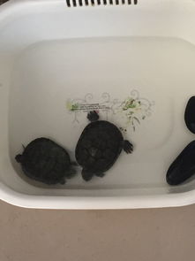 想放生巴西龟,直接把它们放在这样的水里,会活吗 知道巴西龟不能放生,可是 
