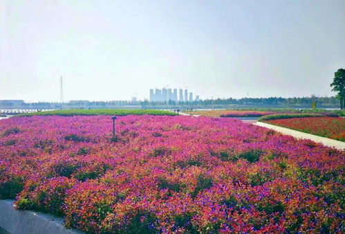 南京永宁河岸花海赏花指南停车收费多少(南京普口区有免费停车场吗)