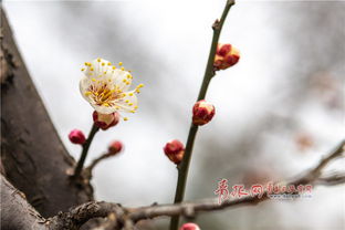 中山公园梅花初绽 花艳枝头显春意 