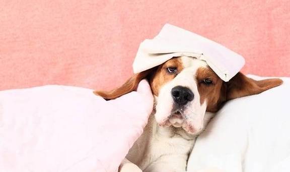 狗狗发烧不一定是生病,但体温过低更危险,必须关注这几个温度值
