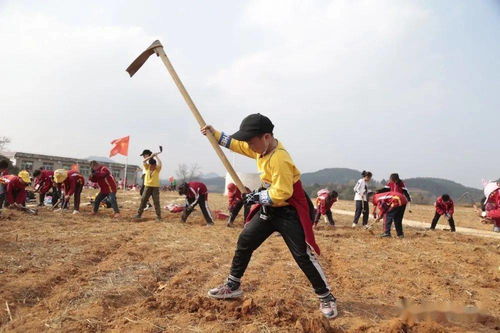 勤俭节约,从开心劳动抓起 黄平县新州镇中心小学秋种劳动实践活动