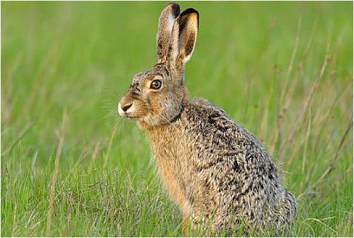 属兔人的下半生命运 特别是87年 75年的,人到老了指望谁
