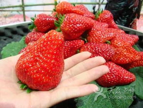 大自然农场草莓采摘园 5429 14021G4314A04图片 