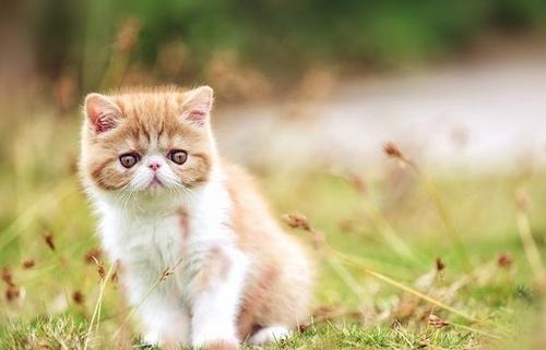 加菲猫寿命一般多少年