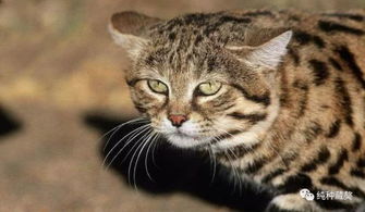 它是野生猫科里最小的物种,体型小,却能打赢大它4倍的对手 