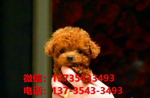 潮州宠物狗犬舍出售纯种泰迪犬领养网上卖狗买狗地方在哪有狗市场