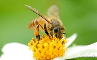 蜜蜂的寿命有多久