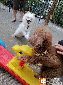 文明养犬新举措 宠物乐园受欢迎 郑州首个 遛狗专区 设立