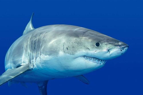 为什么鲨鱼肉不好吃,因为它被尿浸泡过