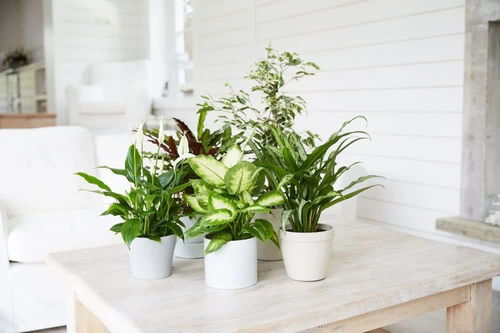 室内好养的花卉盆栽有哪些,室内种什么植物好？