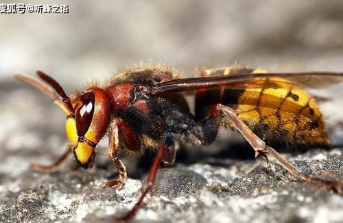 中蜂的天敌巢虫要如何进行防治,蜂桶叶片上的小飞虫是什么？有什么方法除掉它们
