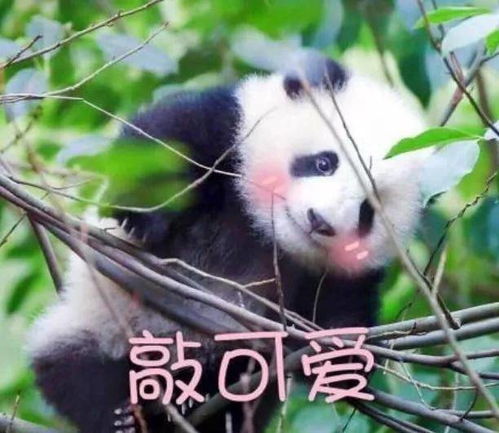 外国人到底有多喜欢大熊猫 日本连粑粑都收藏,服气了