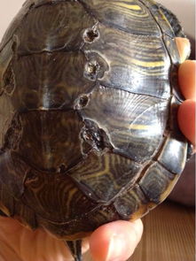 乌龟的脱壳和腐甲有什么区别 