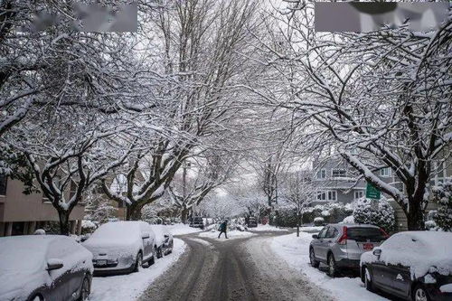 被环境部忽悠三天的大雪,终于来啦 今年第一次看到银装素裹的大温