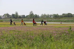 益阳人新添休闲地 来仪湖湿地公园预计年底初具雏形 