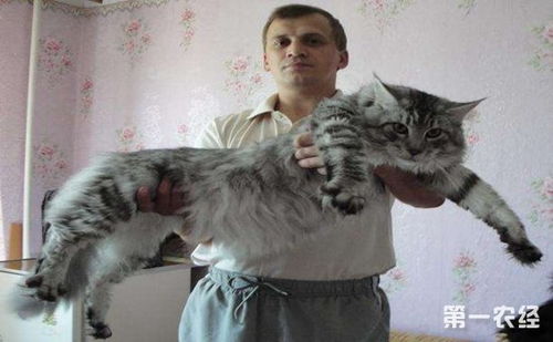 缅因猫为什么被叫猫兽 缅因猫到底能长多大