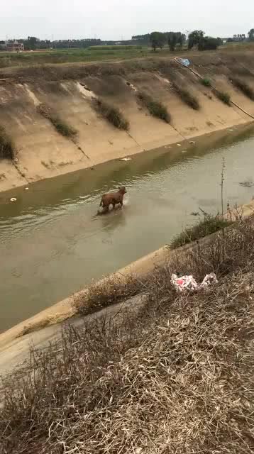 牛不小心掉河里去了,怎么都上不来,大家有啥好办法吗 