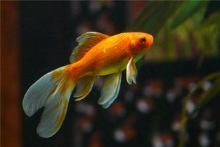 梦见红色金鱼是什么意思梦到红色金鱼好不好