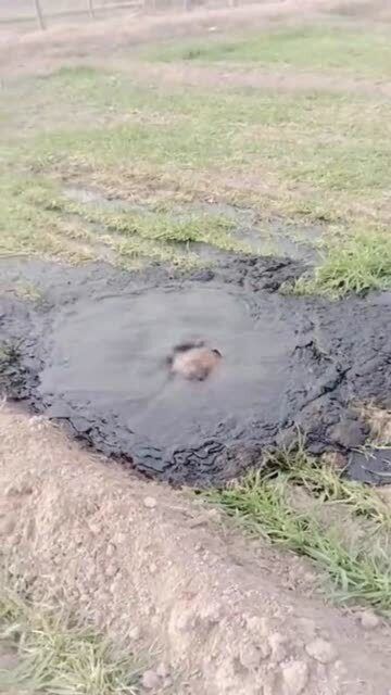 今天去地里干活,地面突然就冒这个东西,吓我一跳 