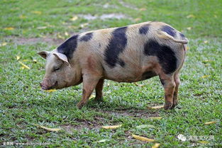 满族人养猪 杀猪 吃猪肉的习俗