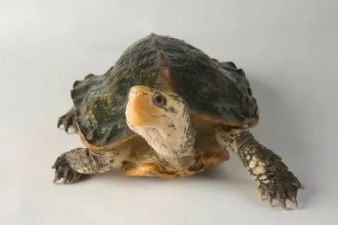 传说中最神秘又极危的物种,世界上最稀有的龟类之一 苏拉威西白头龟