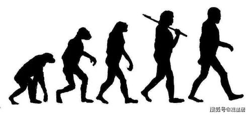 人类进化过程所经历的几个阶段(人类进化的重要阶段)