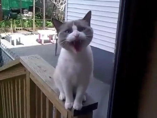 你知道小猫在说什么吗,是不是叫主人开门 