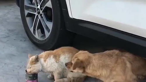 这条街道最凶的流浪猫,每天除了打狗就是打狗,附近的流浪狗都躲着它 