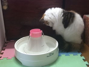 八个月大的猫几天不吃饭不喝水精神不好,是什么情况啊 