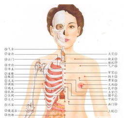 身体部位图名称器官 图片搜索