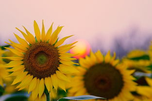 一组背向太阳的向日葵