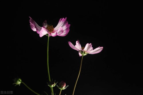 花开花落终有时感悟人生句子