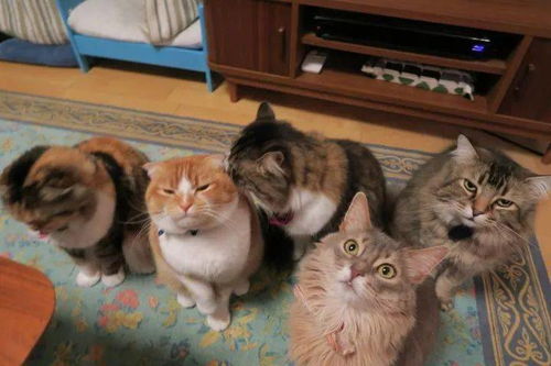 如果家里有7只猫,那得有多幸福呀