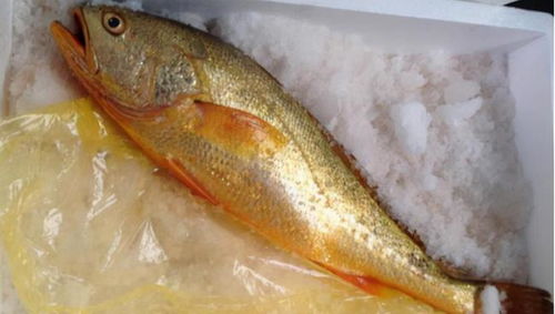 象山渔民捕获7斤野生大黄鱼,一条鱼卖4万,为什么这么贵