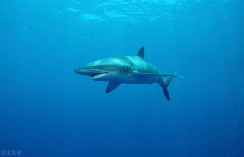 为什么鲨鱼交配前,要疯狂撕咬雌性 人类和鲨鱼有什么不同