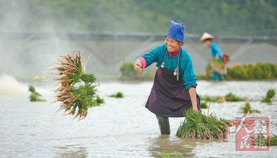 人民数据 初夏插秧忙 