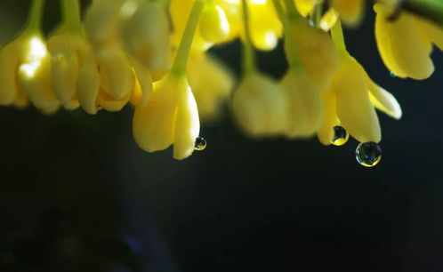 贊美桂花香的詩句（贊美桂花香的詩句古詩大全）