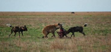落单鬣狗再度遭到非洲野狗围攻,在食物与菊花之间鬣狗只能二选一