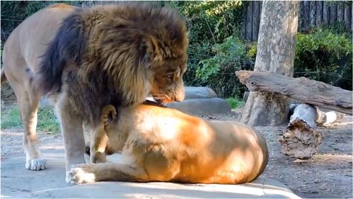 动物园里恩爱的狮子夫妇,一起出窝晒太阳 