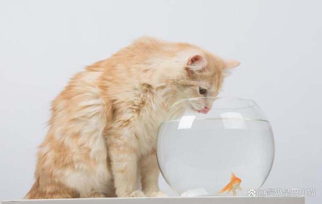 猫咪为什么偷偷喝马桶水,这个小窍门帮你解决烦恼