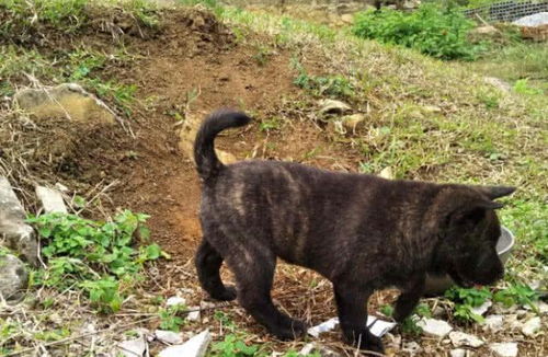 小伙花费千元买回虎斑犬,比国外进口狗狗还稀有