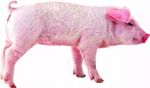 在外打工7000一个月,现有猪舍可养三百头猪,该辞职回家养猪嘛