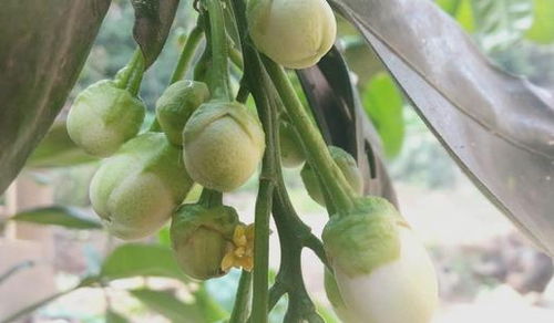 柚子花期疏花的时间及方法,柚子树如何实现丰产