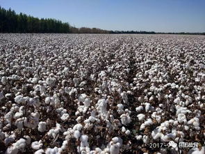 哪里有高价收购棉花的企业