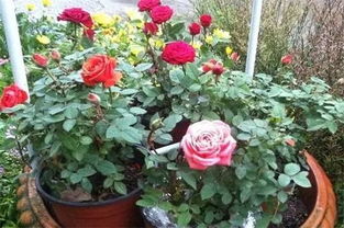 新买的盆栽玫瑰花咋养 为什么盆栽小玫瑰容易死