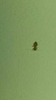 请问这是什么虫,该怎么消灭 家里好多这个虫,图是手机放大加闪光灯拍的,实际上是非常小的黑色的虫子 
