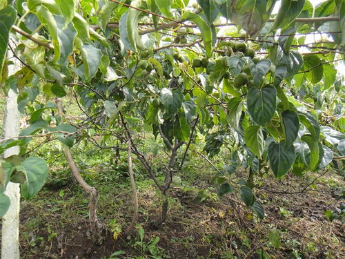 余子江种植猕猴桃五条高产优质秘诀 